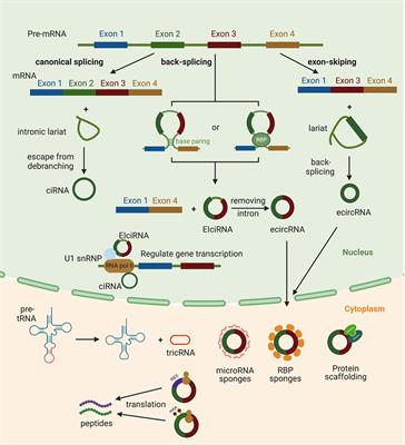 Emerging roles of circular RNAs in tuberculosis